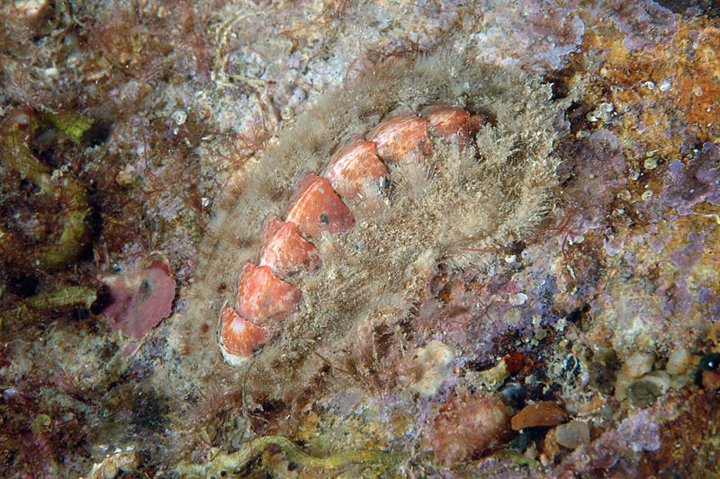 Acanthochitona fascicularis